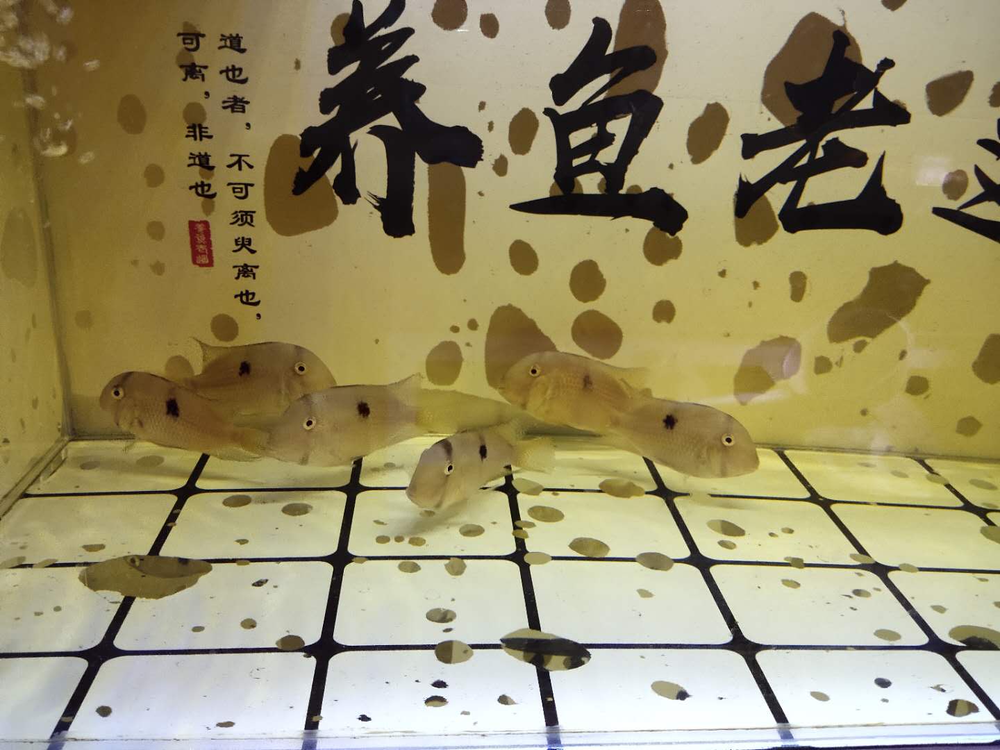 锦鲤观赏鱼到家新鱼烂身怎么治疗,买的观赏鱼到了怎么处理