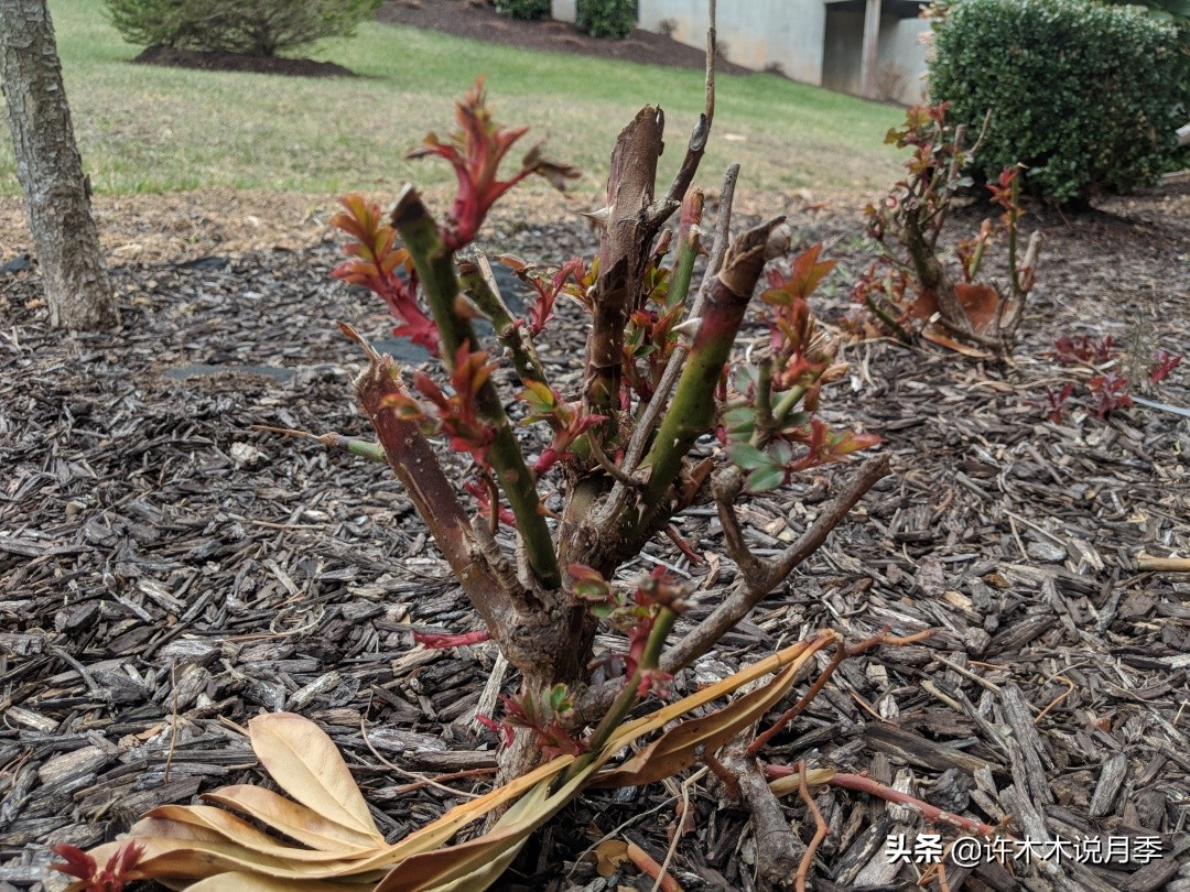 月季老是养不活怎么办,月季经常不晒太阳会怎么样