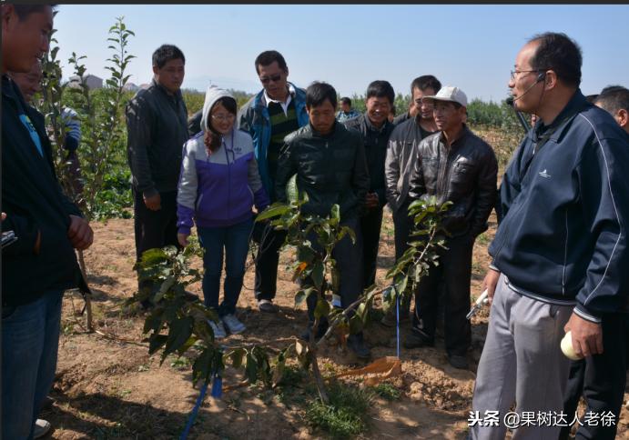 樱桃树如何正确种植,樱桃好吃树难栽真的就这么难么