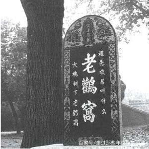 山西老鹳窝大槐树移民,大槐树上的老鹳窝