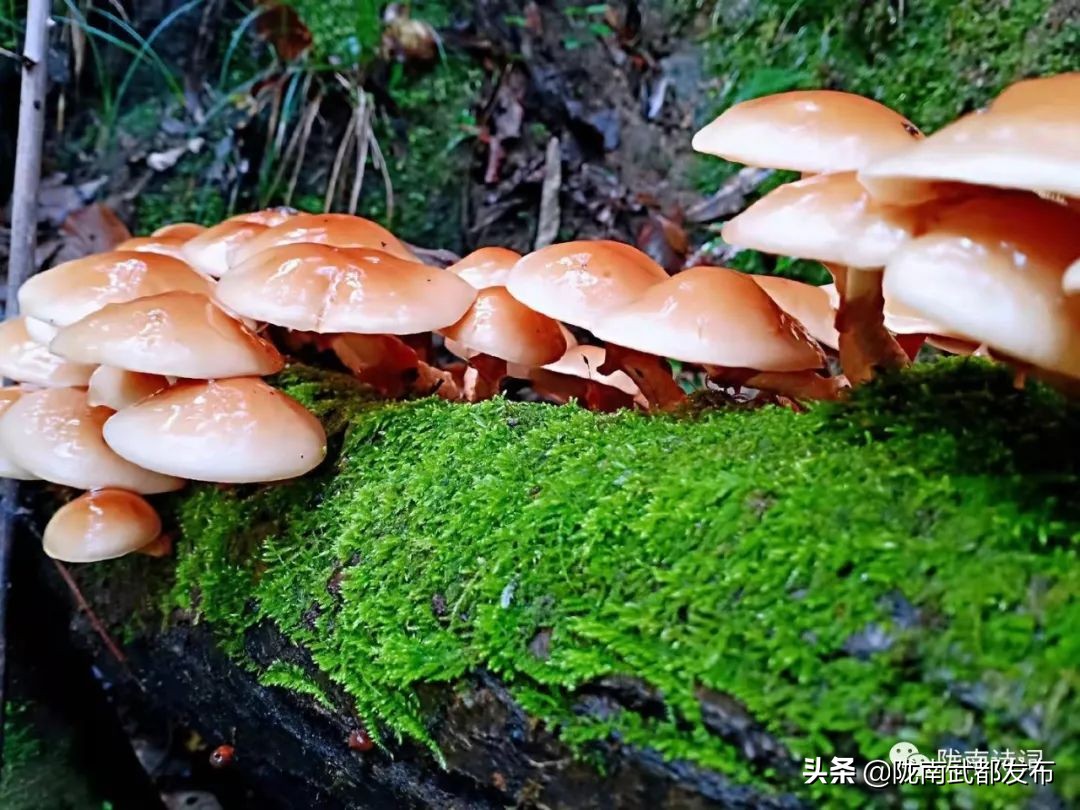 閲戠宄渤鍏洯,閲戠瑁曟渤鍥剧墖