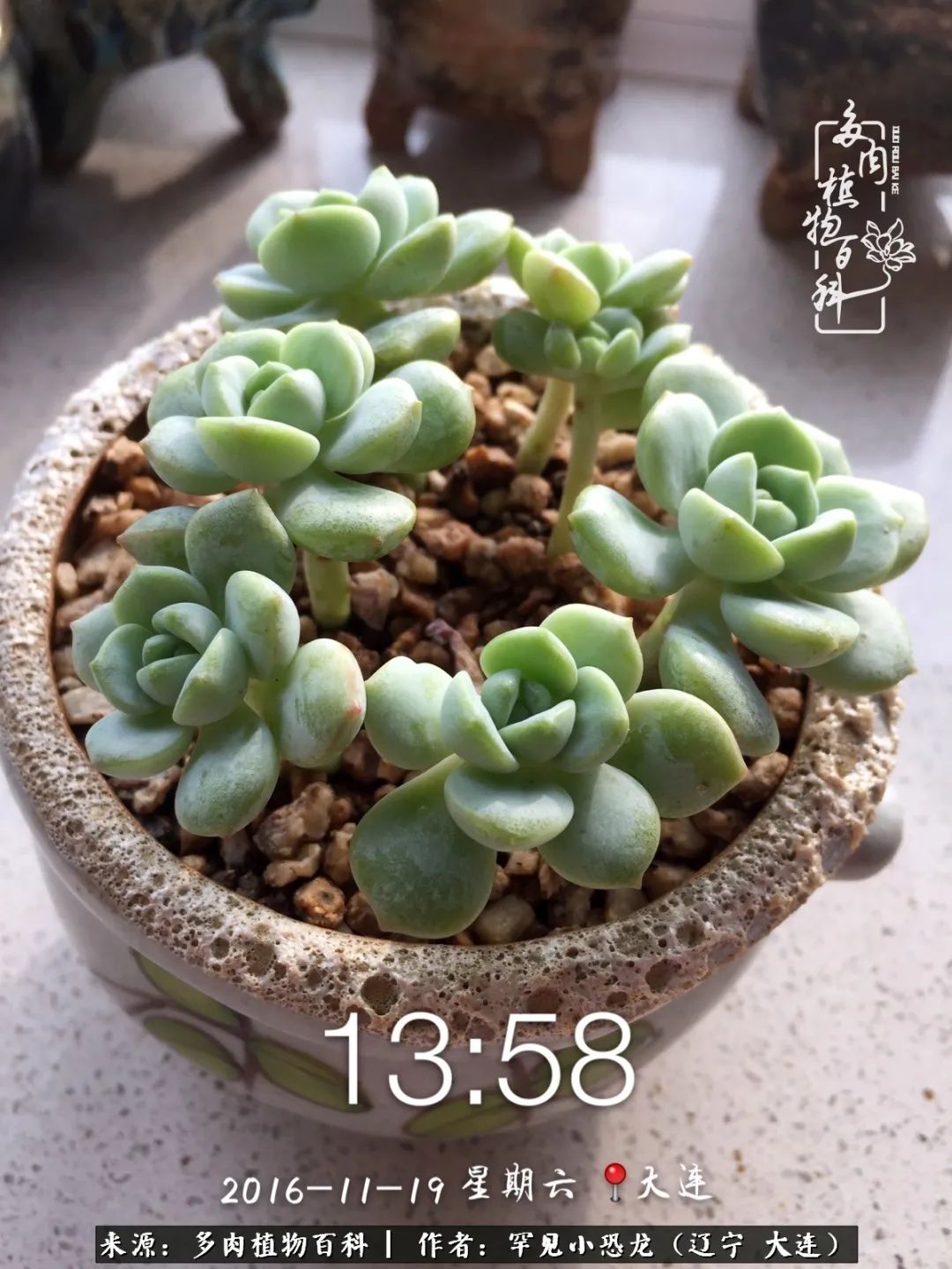 颗粒土除了种多肉还可以种什么,想养动物该怎么养