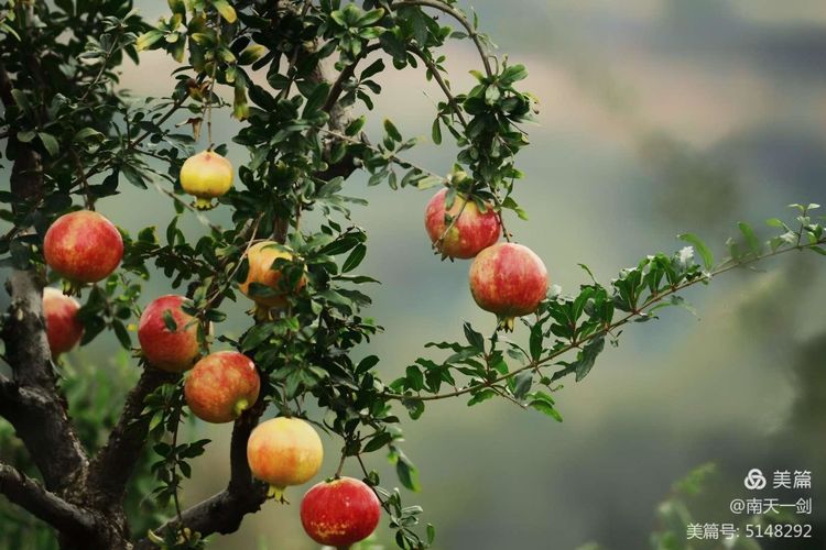 石榴一般几月份熟,石榴怎么判断熟了