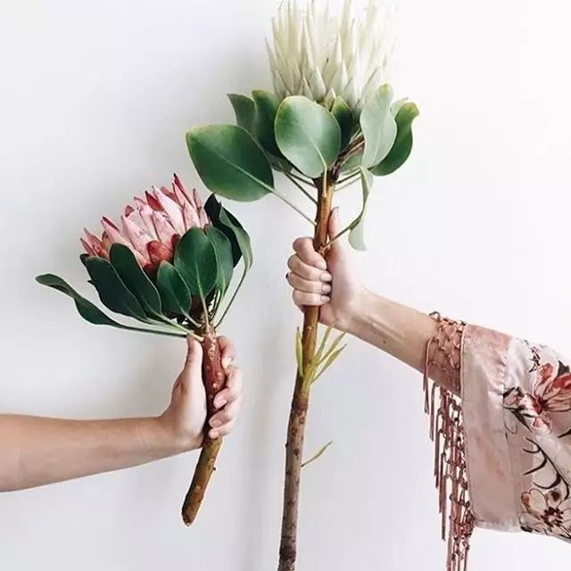 日本花店探店,日本花店攻略