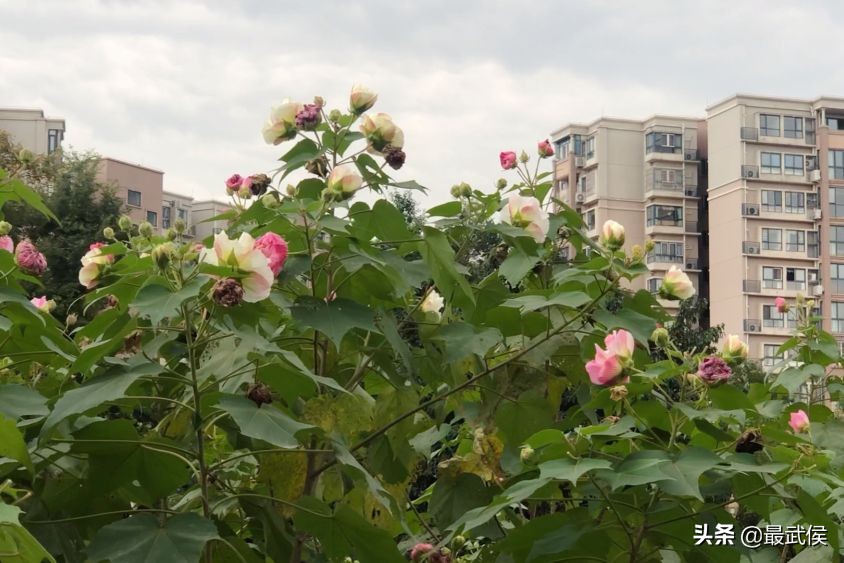 美了!宜居水岸金江明珠段秋日美景来袭