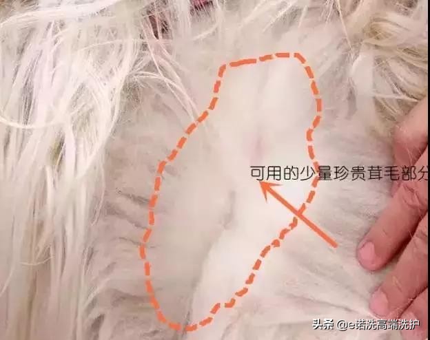 100支高支羊毛和羊绒的区别,克什米尔羊毛跟羊绒的区别