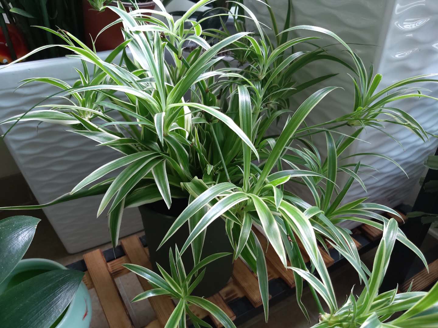 吊兰耐旱还是喜水,吊兰喜阴还是绿萝喜阴