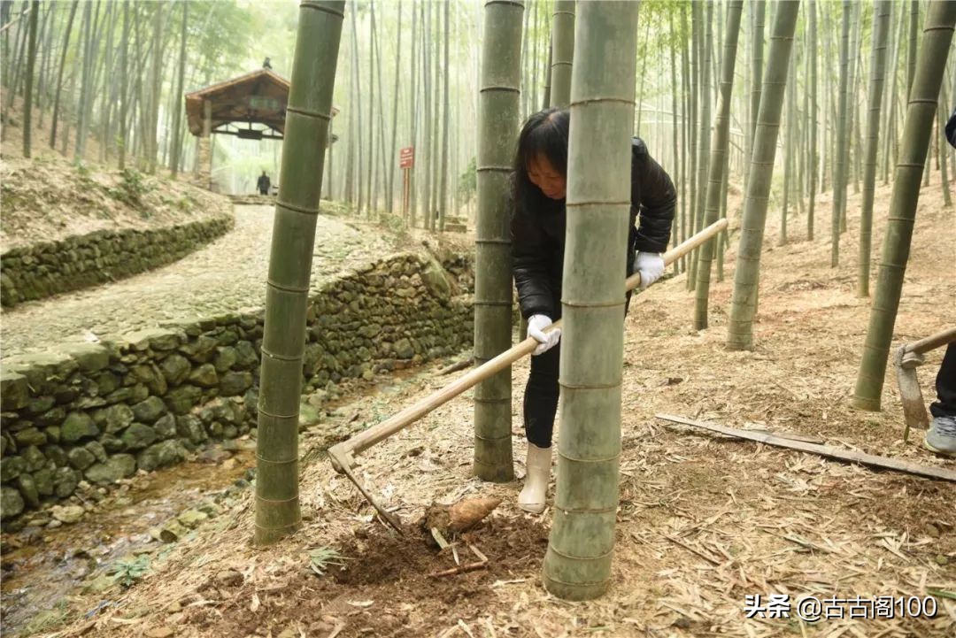 萧绍古道完整版,萧绍古道高度