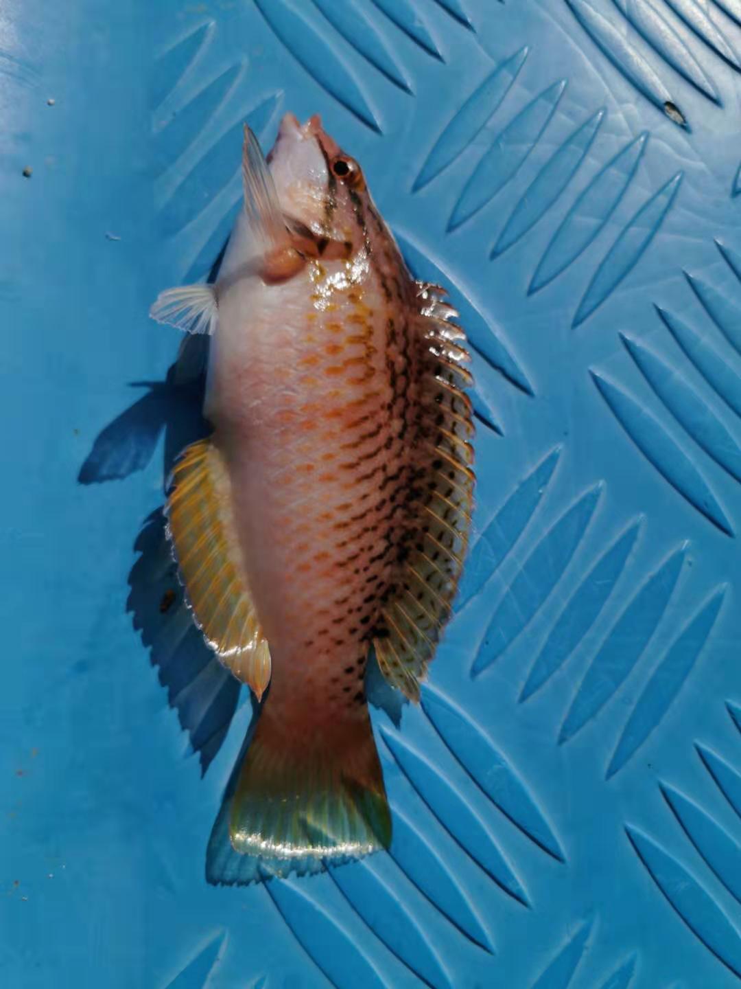 深圳马尔代夫游,深圳三门岛马尔代夫