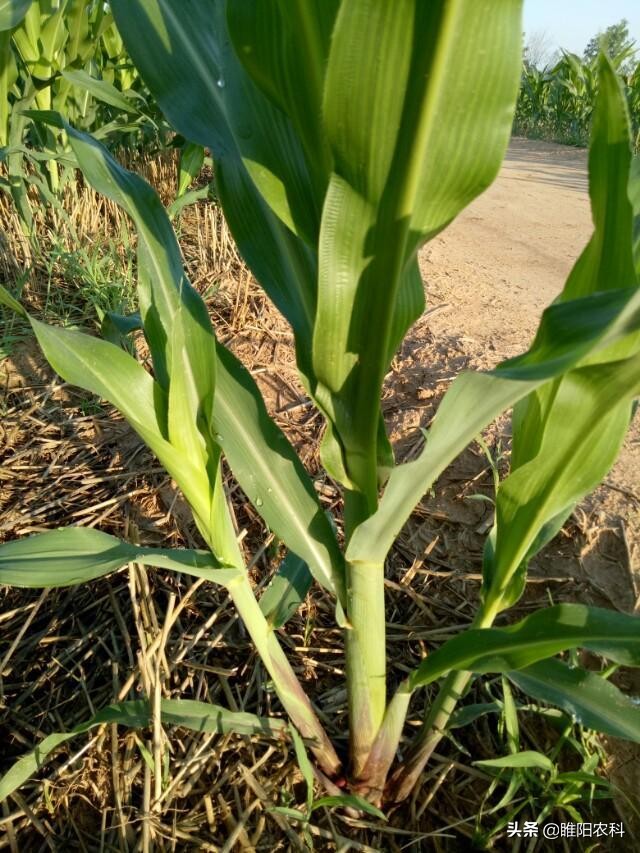 玉米长出枝杈需要打掉吗,玉米打杈什么时候好