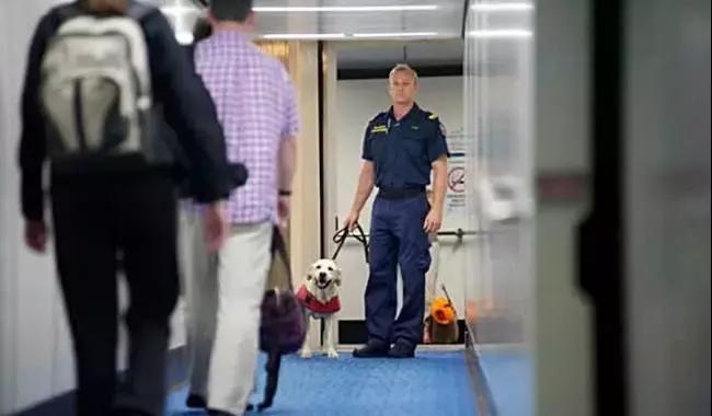 有一次签证豁免再入境会有麻烦吗,带了濒危物种入境