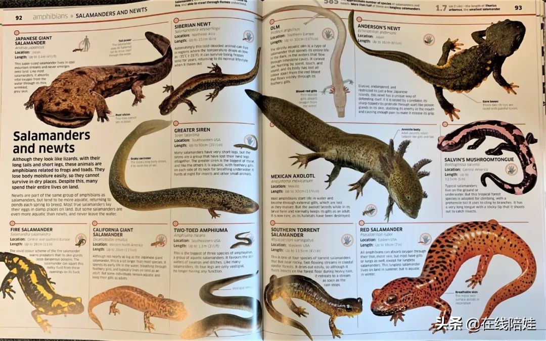 dk知识大百科全套,dk知识大百科书金银版