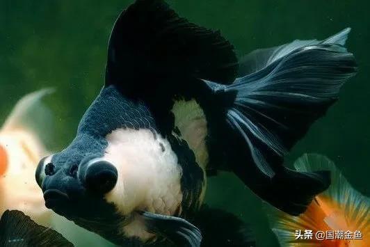 家庭养鱼小技巧和方法,观赏养鱼的方法和技巧