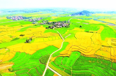 解码江夏乡村振兴,江夏青龙山乡村振兴