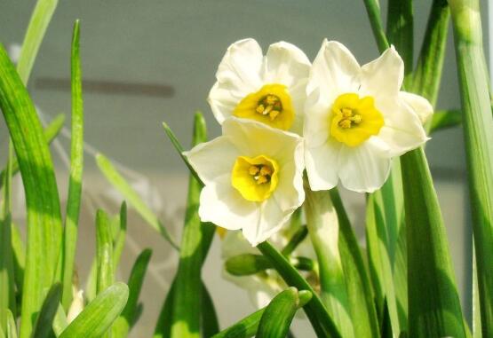 水仙花烂根怎么修理,水仙花烂根的原因及解决方法