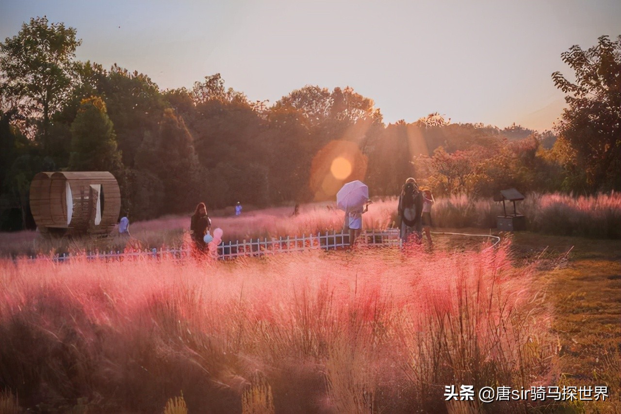 呼伦贝尔大草原旅游看羊群,打卡南昌呼伦贝尔大草原