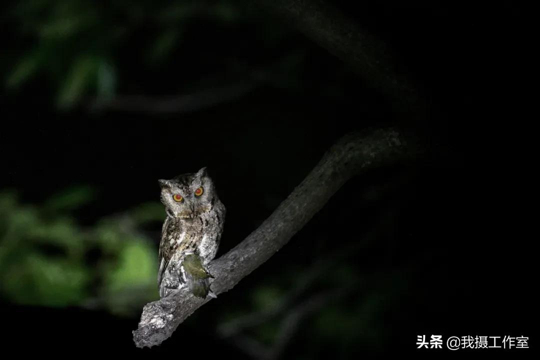 第16届国际摄影艺术展获奖作品,第29届全国摄影艺术展览作品集