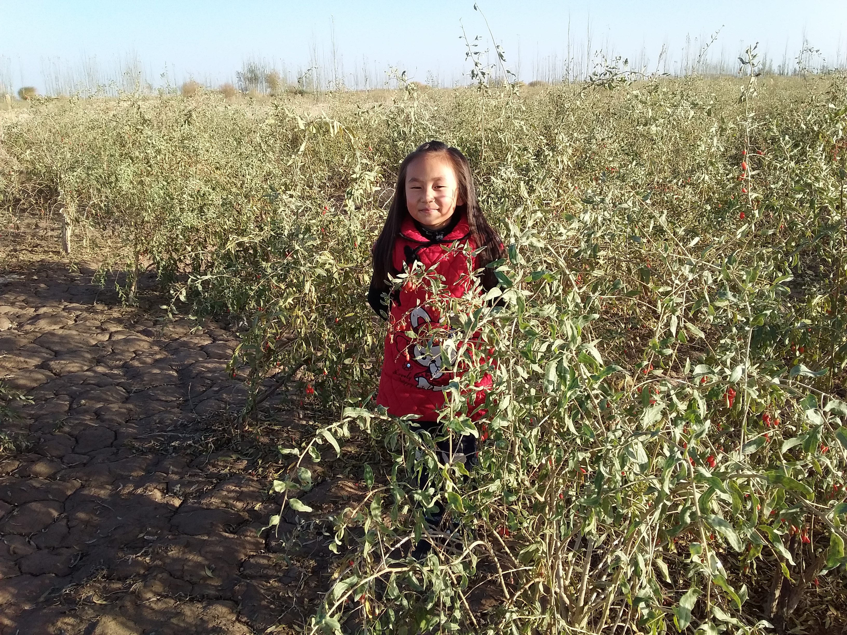 乡村振兴致富带头人政策作用,新农村致富好项目