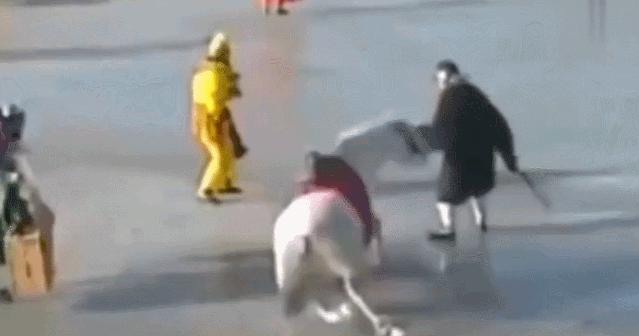 白龙马惨死最后怎么解决的,白龙马惨死事件