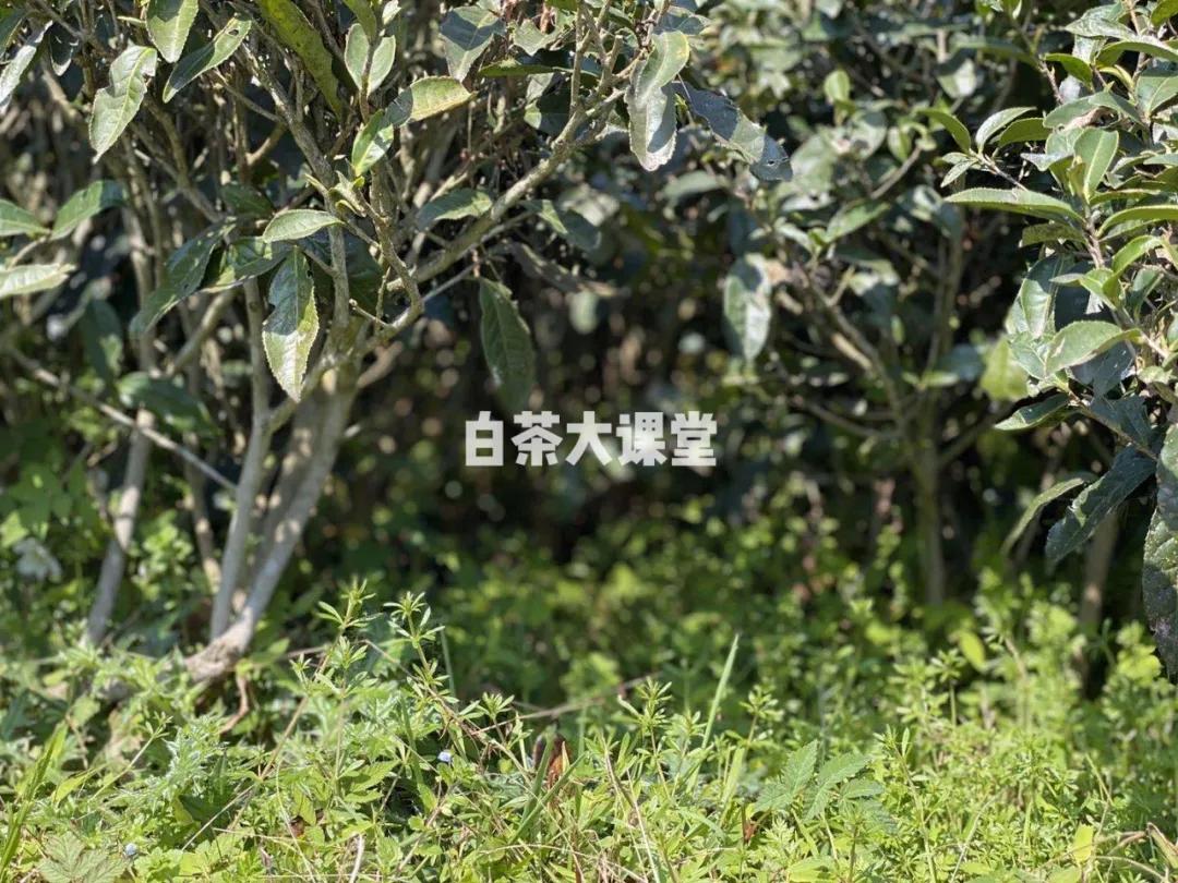 老白茶为什么是红汤,白茶汤色呈淡红