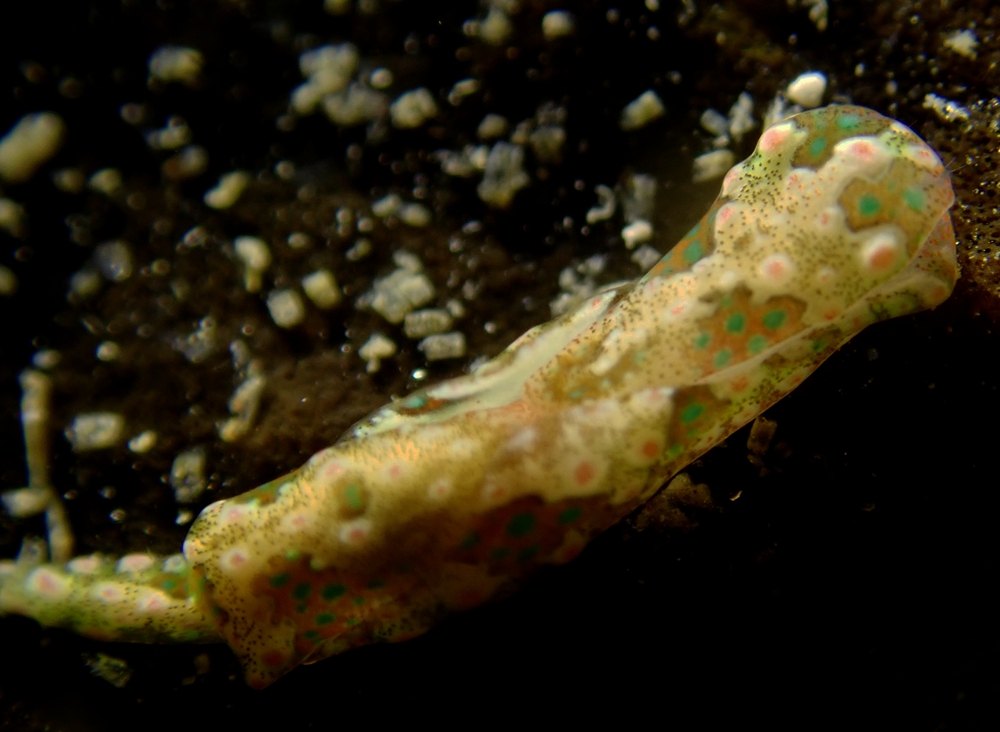 稀有海兔,最稀少的海兔