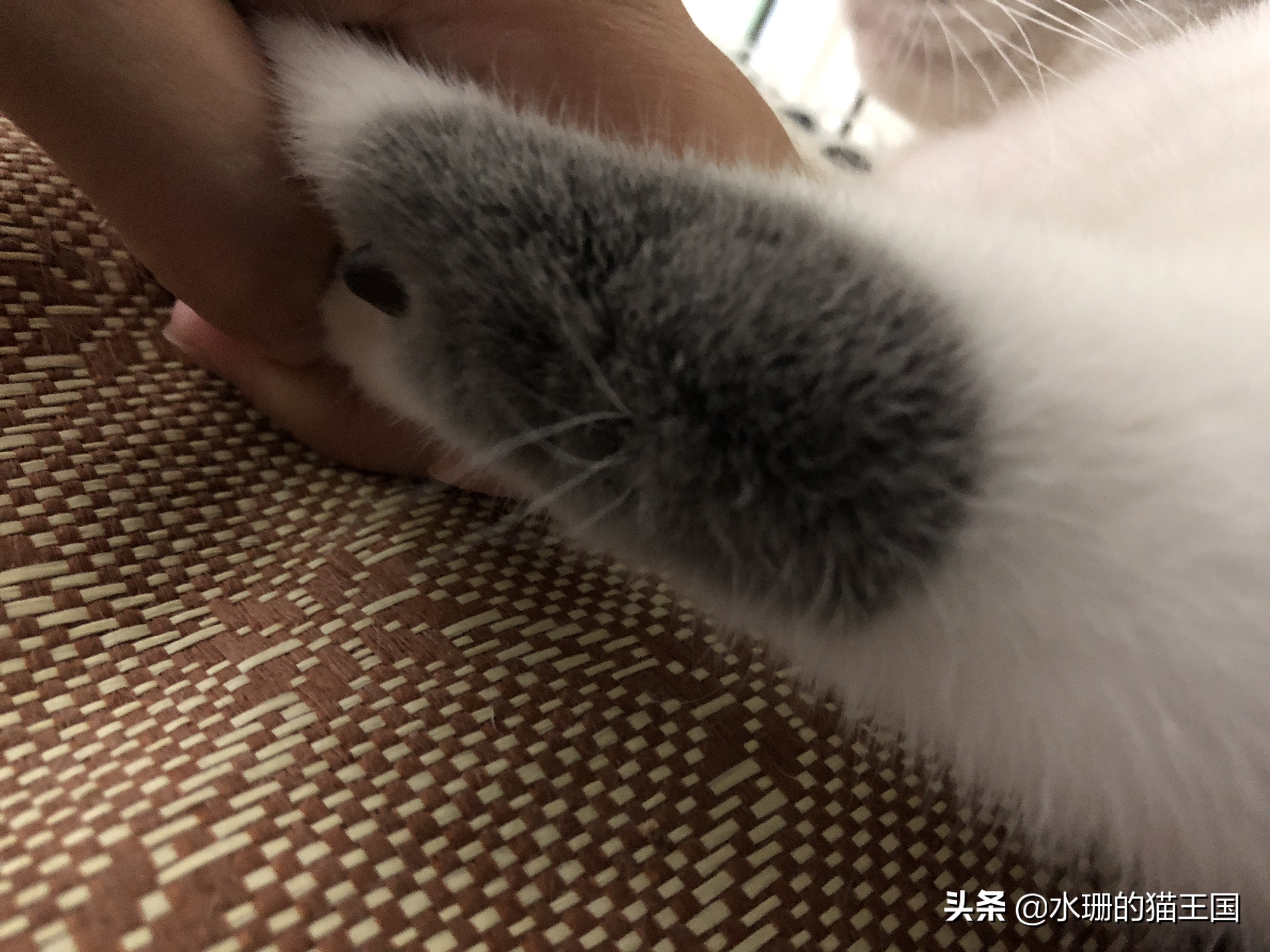 猫腿上长胡子了？猫咪到底有多少胡须？猫胡须详解