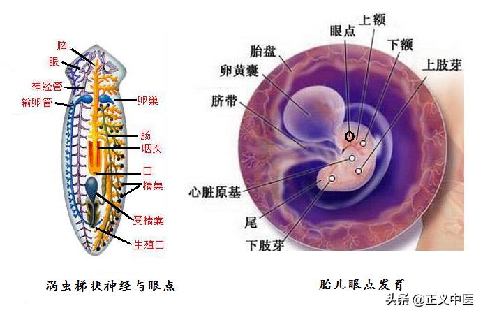 中医经筋对接视频教程,中医经络与筋脉区别