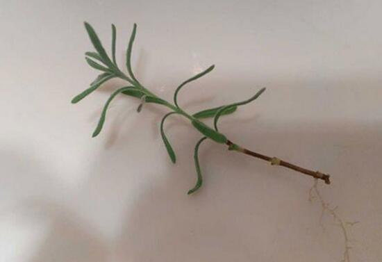 薰衣草扦插繁殖方法图,薰衣草扦插繁殖详细教程