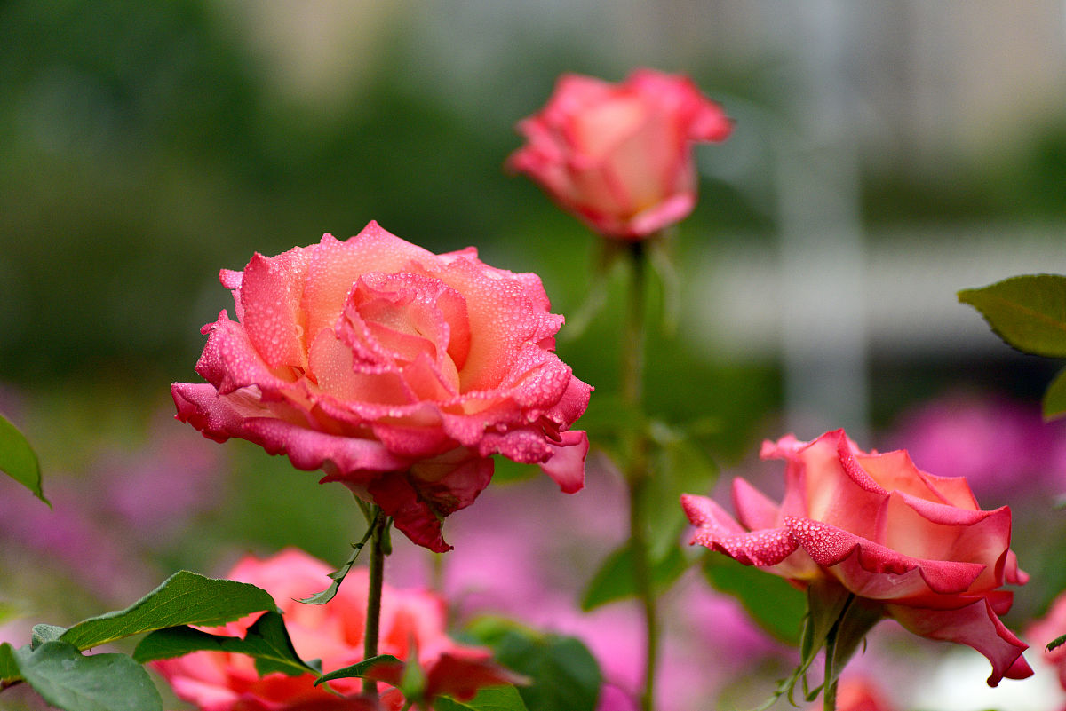 月季花枝干枯黄怎么回事,月季冬末春初为什么枝条干枯