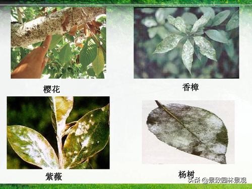 园林植物常见害虫及其防治现状,园林植物常见病虫害防治方法有