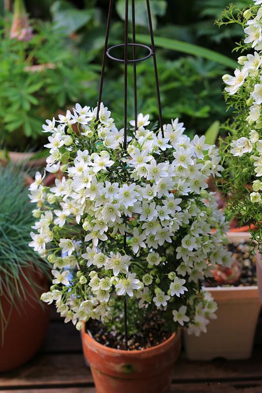 铁线莲的秋季养护方法,铁线莲过夏怎么养