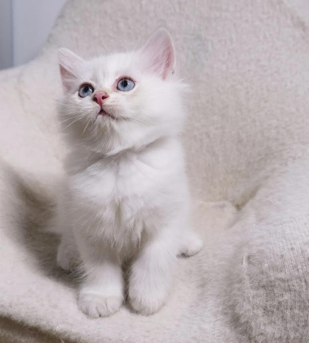 哺乳期的猫咪能不能驱虫,哺乳期的狗狗可以驱虫吗