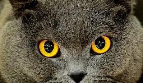 人类在猫的眼中是什么样,猫眼前的世界是什么样子的