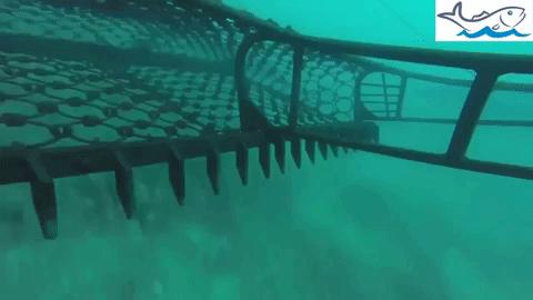 会跑路的扇贝你吃了吗,海鲜大咖活扇贝怎么处理干净