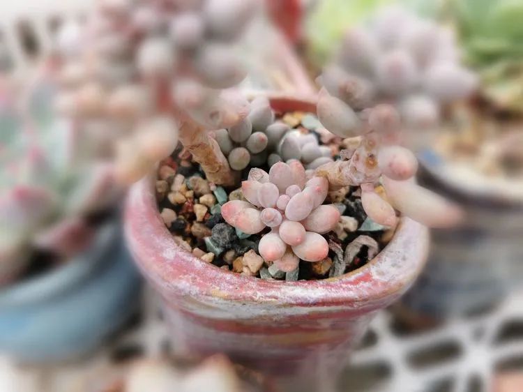 我和多肉,我与多肉