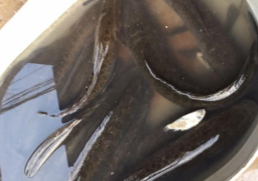 虾塘出现红黑水,虾塘出现黑鱼怎么处理