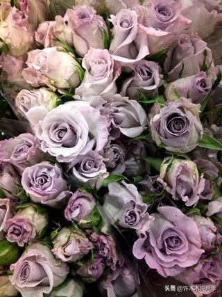 月季烂根的补救办法,月季烂根是什么原因