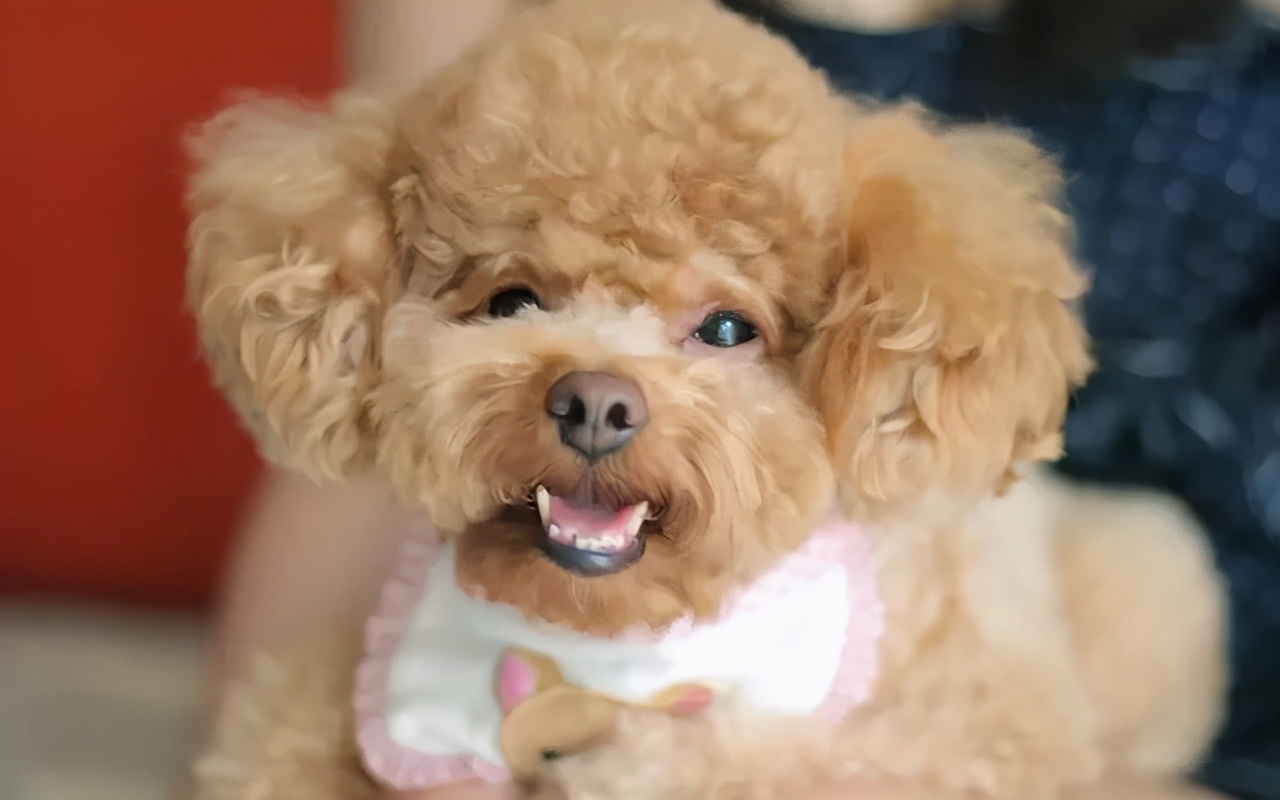 狗狗做错事假装把它丢出门外,狗子不听话可以送出去吓唬它吗