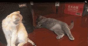 新娘开心的搞笑视频,搞笑gif开心一刻女司机上车