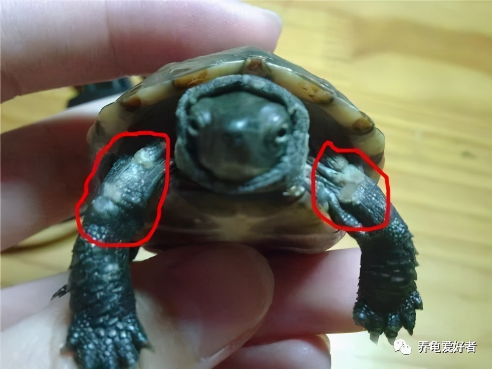 乌龟腐皮怎么治最有效果,乌龟如何预防腐皮