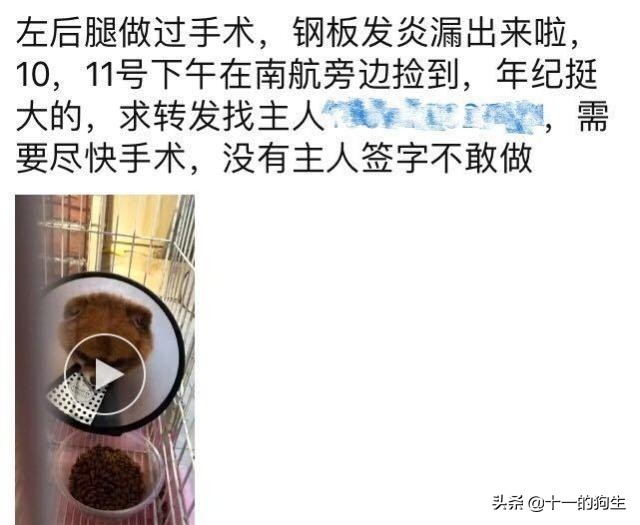 被好心人捡到，伤口复发医生不得不截肢保命，主人却上门索要赔偿