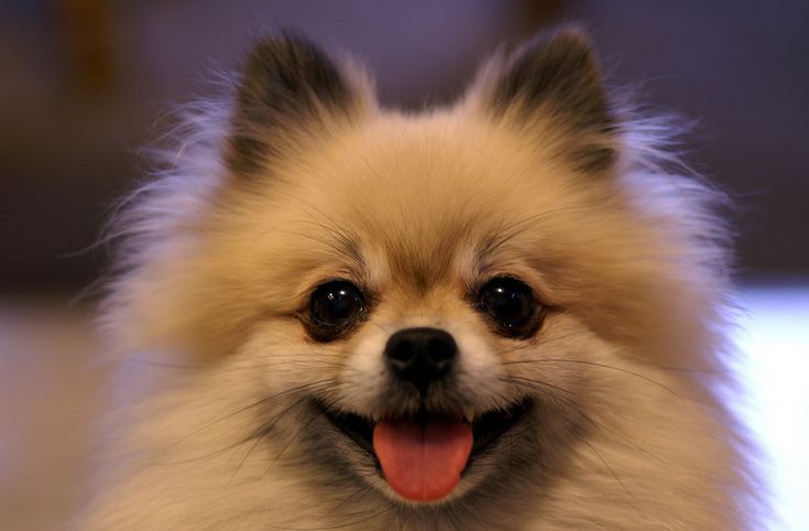 宠物养什么好玩又便宜,便宜又适合懒人养的小众宠物