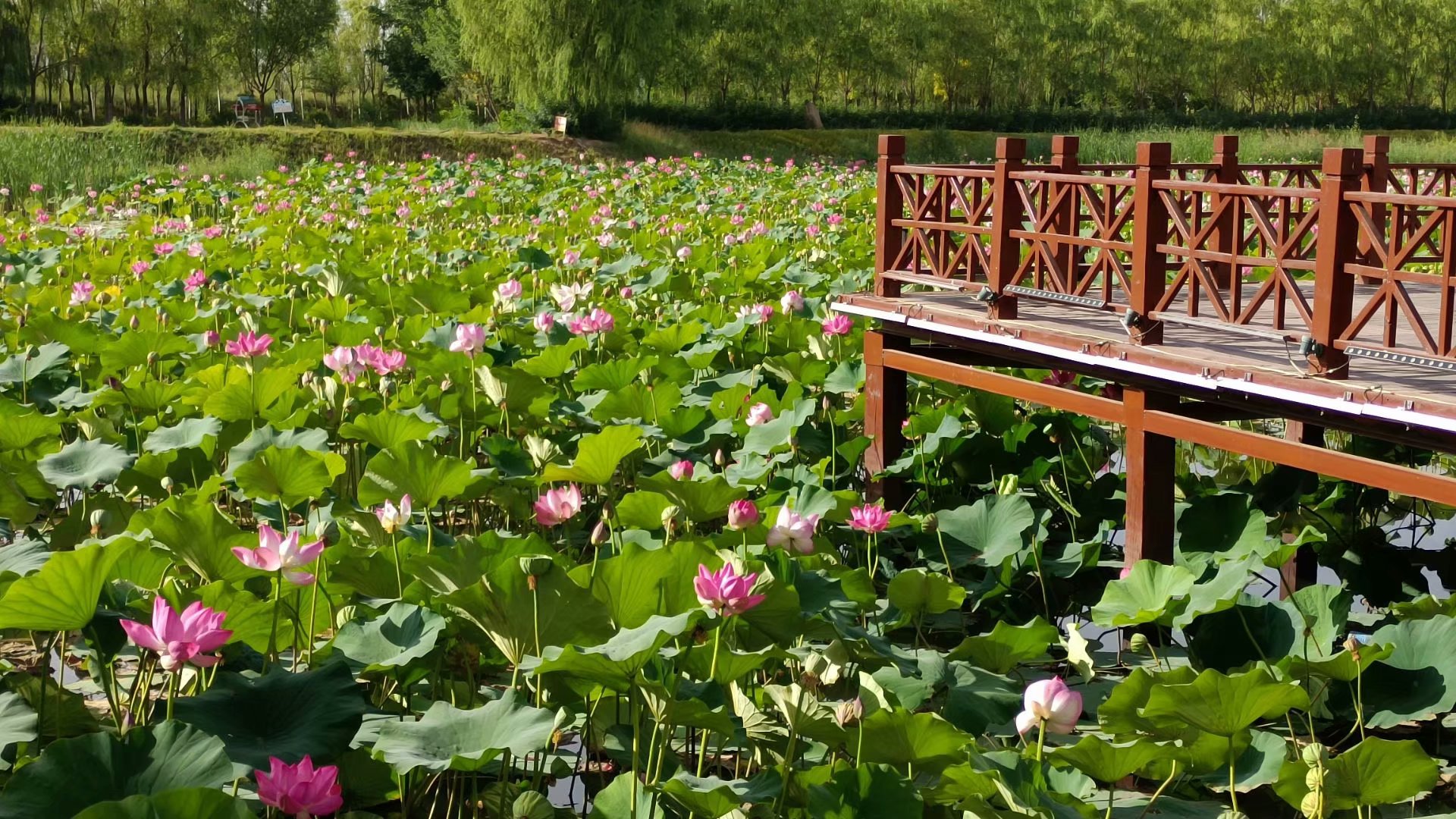 出淤泥而不染濯清涟而不妖原文,出淤泥而不染濯清涟而不妖行书