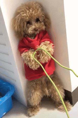 对泰迪的十大禁忌,惩罚泰迪犬5个禁忌绝不能犯