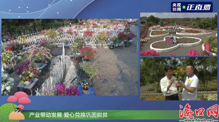 遨游“云”赏春央视再度聚焦海口三角梅共享农庄