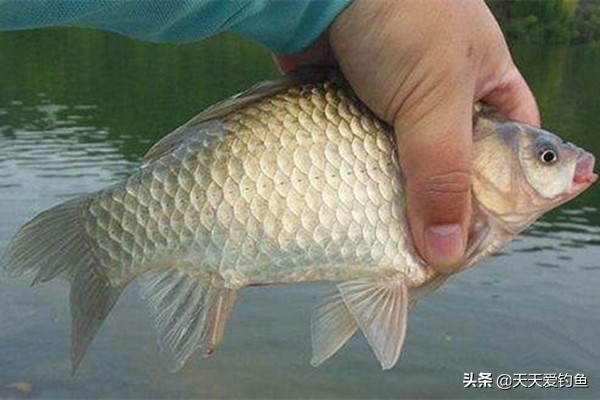 春季晴天钓鱼的技巧与方法,早春钓鱼技巧野钓鲫鱼