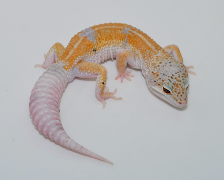 Eublepharismacularius豹纹守宫