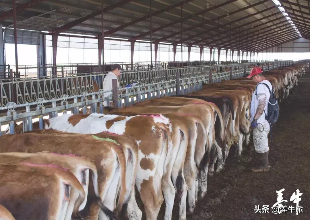 奶牛技术深度解析,奶牛技术创新