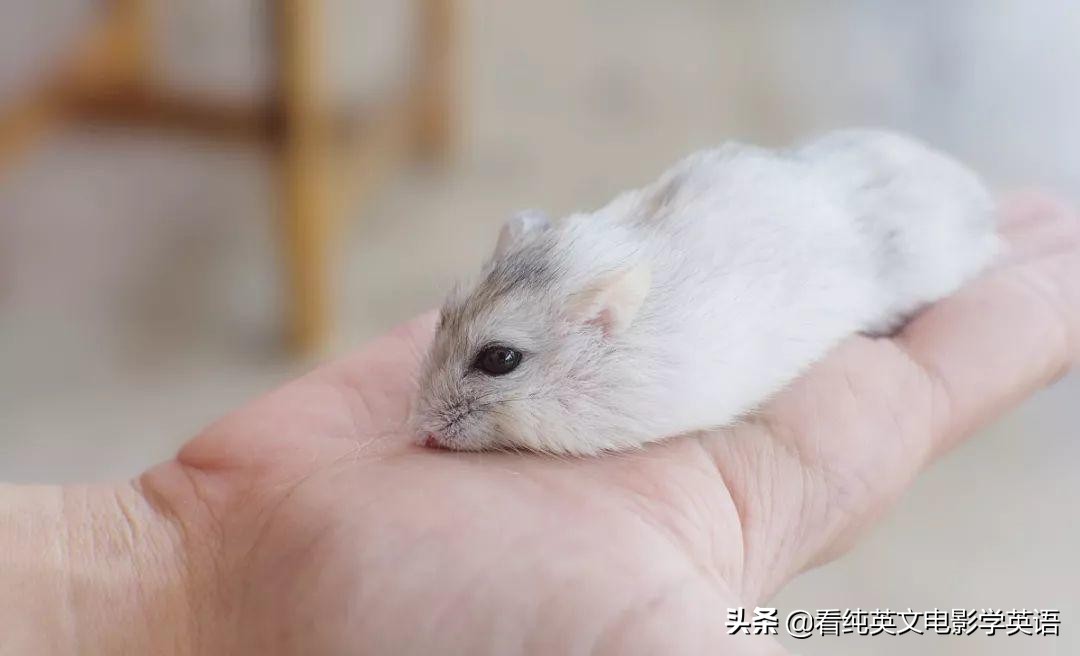 handsup举起你的双手,handsup是什么词