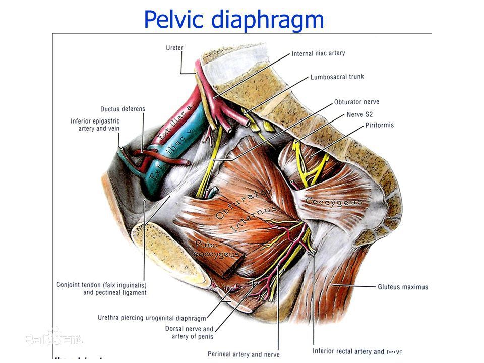 赶紧练这些塑形动作,产后失禁怎么训练